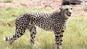 Read more about the article कूनो नेशनल पार्क में दक्षिण अफ्रीका से 12 चीते पहुंचे