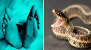 Read more about the article कमरे में सो रहे दंपती की सांप के काटने से मौत, छोटा बेटा भी सो रहा था साथ में