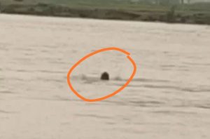 Read more about the article फिरोजपुर में बाढ़ के पानी में देखते देखते डूब गया युवक