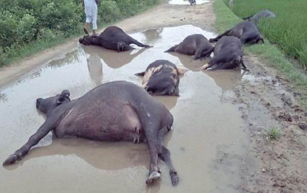 You are currently viewing पंजाब में करंट लगने से 8 भैंसों की मौत , सड़क पर बिजली की तार गिरने से हुआ हादसा
