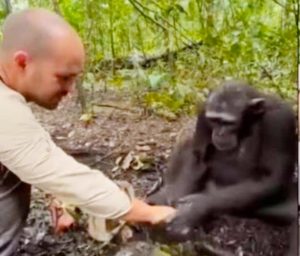 Read more about the article एक शख्स ने चिपैंज़ी को अपने हाथों से पानी पिलाया , आगे से जानवर ने ऐसे आभार जताया , देखे वीडियो