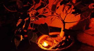 Read more about the article जानिए शनिवार को पीपल के पास दीया जलाने के लाभ !