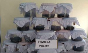 Read more about the article पंजाब पुलिस ने एक अंतरराज्यीय नशा पदार्थ तस्करी गिरोह का किया भंडाफोड़, 66 किलो अफीम बरामद