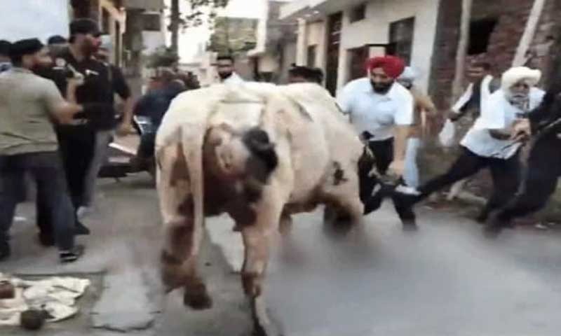 You are currently viewing चुनाव प्रचार के बीच अचानक आया सांड, पंजाब कांग्रेस प्रधान राजा वड़िंग ने साइड हटकर बचाई जान