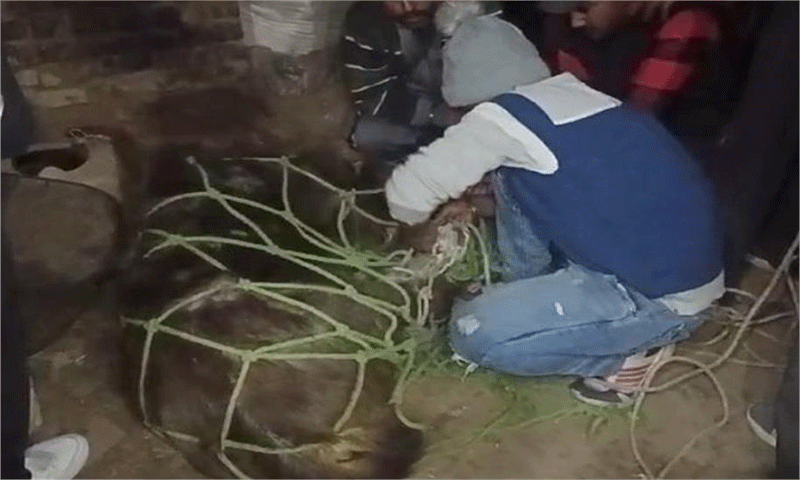 You are currently viewing जालंधर के इस इलाके में घुसा सांभर , मचा हड़कंप