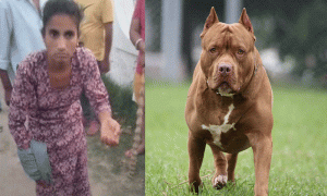 Read more about the article Pitbull Attack : जालंधर में पिटबुल ने मालकिन को ही नोचा , 20 मिनट तक मचाया उत्पात