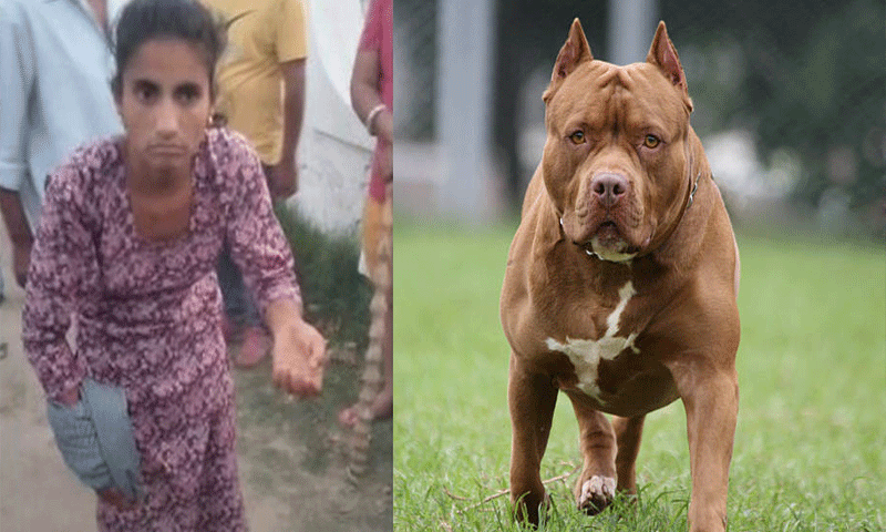You are currently viewing Pitbull Attack : जालंधर में पिटबुल ने मालकिन को ही नोचा , 20 मिनट तक मचाया उत्पात