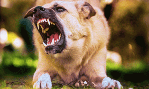 Read more about the article पालतू कुत्ते ने मां-बेटी को काटा, कुछ दिन बाद कुत्ते की मौत, रेबीज से मां-बेटी ने भी तोड़ा दम