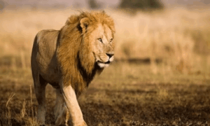 Read more about the article चिड़ियाघर में शेरों के एक झुंड ने अपने ही केयरटेकर को अपना शिकार बना लिया