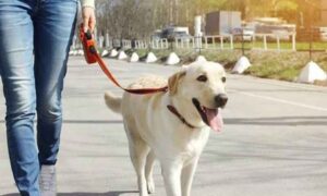 Read more about the article पालतू कुत्तों को लेकर नई गाइडलाइंस जारी : डॉग लवर्स को नए नियमों का ध्यान रखना होगा